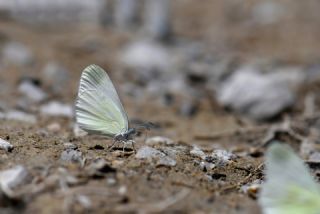 Doulu Narin Orman Beyaz (Leptidea duponcheli)   Hulusi Tezcan