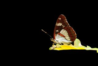 Akdeniz Han�meli Kelebe�i&nbsp;(Limenitis&nbsp;reducta)   Hulusi Tezcan