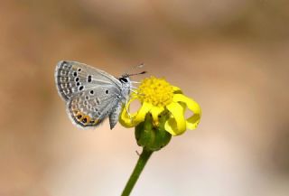 Mcevher Kelebei (Chilades trochylus)   Hulusi Tezcan