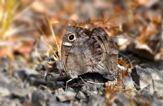 A�a� Karamele�i&nbsp;(Hipparchia&nbsp;statilinus)   Hulusi Tezcan