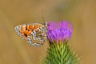 Benekli B�y�k �parhan&nbsp;(Melitaea&nbsp;phoebe)   Hulusi Tezcan