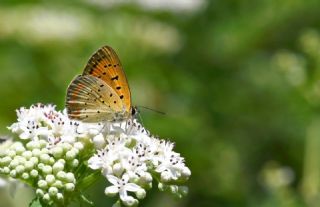 Osmanl� Ate�i&nbsp;(Lycaena&nbsp;ottomanus)   Hulusi Tezcan