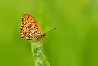 �ift Noktal� Brentis&nbsp;(Brenthis&nbsp;hecate)   Hulusi Tezcan