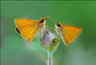 Sar Lekeli Zpzp (Thymelicus acteon)   Hulusi Tezcan
