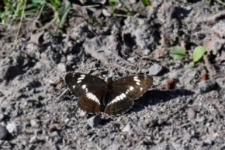 Han�meli Kelebe�i&nbsp;(Limenitis&nbsp;camilla)   Hulusi Tezcan