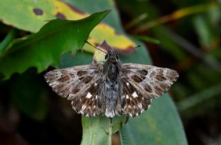 T�yl� Z�pz�p&nbsp;(Carcharodus&nbsp;flocciferus)   Hulusi Tezcan
