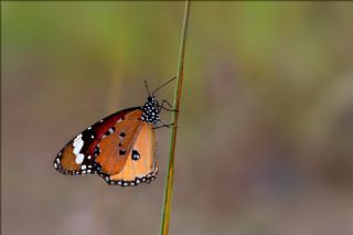 Sultan (Danaus chrysippus)   Hulusi Tezcan