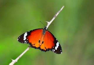 Sultan (Danaus chrysippus)   Hulusi Tezcan