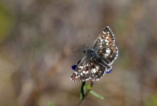 Gzel Zpzp (Pyrgus cinarae)   Hulusi Tezcan