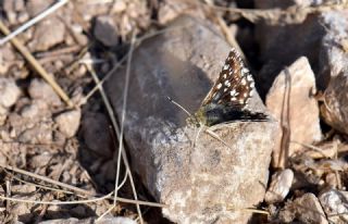 Acem Z�pz�p�&nbsp;(Spialia&nbsp;phlomidis)   Hulusi Tezcan