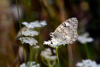 ��l Melikesi&nbsp;(Melanargia&nbsp;grumi)   Hulusi Tezcan