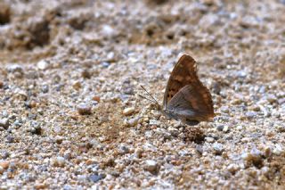 Trakya mparatoru (Apatura metis)   Hulusi Tezcan