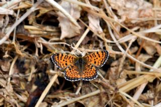 Hatayl� �parhan&nbsp;(Melitaea&nbsp;collina)   Hulusi Tezcan
