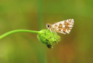 spanyol Zpzp (Pyrgus armoricanus)   Hulusi Tezcan