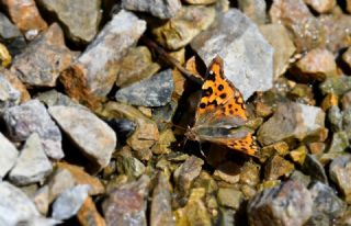 Anadolu �ehzadesi&nbsp;(Thaleropis&nbsp;ionia)   Hulusi Tezcan