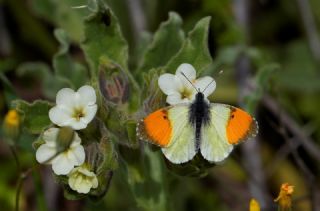 Step S�sl�s�&nbsp;(Anthocharis&nbsp;gruneri)   Hulusi Tezcan