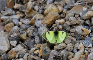 Do�u Elfinstonyas�&nbsp;(Euchloe&nbsp;penia)   Hulusi Tezcan