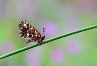 G�ney Fistosu&nbsp;(Zerynthia&nbsp;polyxena)   Hulusi Tezcan