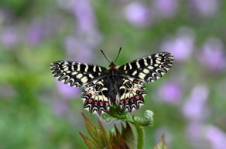 G�ney Fistosu&nbsp;(Zerynthia&nbsp;polyxena)   Hulusi Tezcan