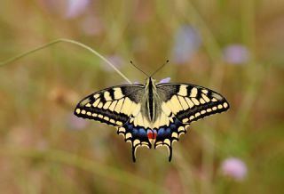 Krlangkuyruk (Papilio machaon)   Hulusi Tezcan