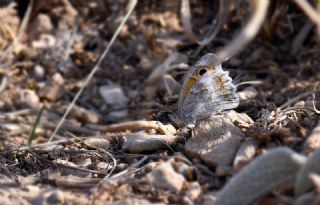 Gross'un Esmerperisi&nbsp;(Hyponephele&nbsp;naricoides)   Hulusi Tezcan