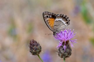 Anadolu Pirireisi&nbsp;(Satyrus&nbsp;favonius)   Hulusi Tezcan