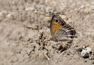Anadolu Pirireisi&nbsp;(Satyrus&nbsp;favonius)   Hulusi Tezcan