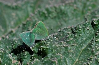 I�g�n Z�mr�t�, Minikz�mr�t&nbsp;(Callophrys&nbsp;mystaphia)   Hulusi Tezcan