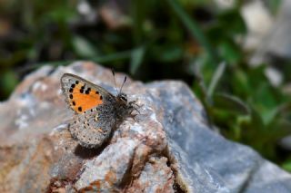 Kafkasya Gelinci�i&nbsp;(Tomares&nbsp;callimachus)   Hulusi Tezcan