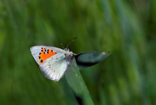 Romanov Gelinci�i&nbsp;(Tomares&nbsp;romanovi)   Hulusi Tezcan