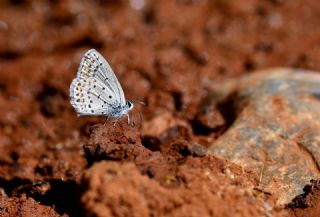 Doulu Esmergz (Plebejus carmon)   Hulusi Tezcan