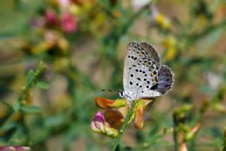 Christoph'un Esmerg�z�&nbsp;(Plebejus&nbsp;christophi)   Hulusi Tezcan