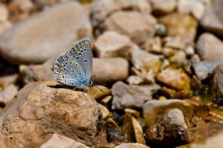 T�rkmenistan Esmerg�z�&nbsp;(Plebejus&nbsp;zephyrinus)   Hulusi Tezcan