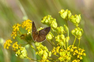 �okg�zl� L�bnan Esmeri&nbsp;(Polyommatus&nbsp;alcestis)   Hulusi Tezcan
