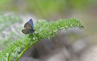 Hatay'�n �okg�zl� G�zelmavisi&nbsp;(Polyommatus&nbsp;antiochenus)   Hulusi Tezcan