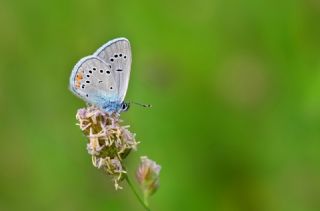 �okg�zl� G�zel Mavi&nbsp;(Polyommatus&nbsp;bellis)   Hulusi Tezcan