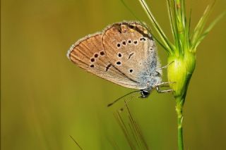 �okg�zl� G�zel Mavi&nbsp;(Polyommatus&nbsp;bellis)   Hulusi Tezcan