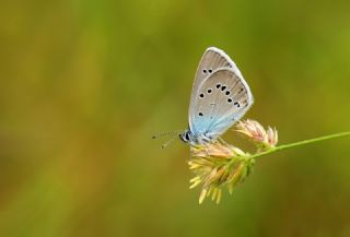 �okg�zl� G�zel Mavi&nbsp;(Polyommatus&nbsp;bellis)   Hulusi Tezcan