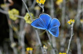 G�lek �okg�zl�s�&nbsp;(Polyommatus&nbsp;cilicius)   Hulusi Tezcan
