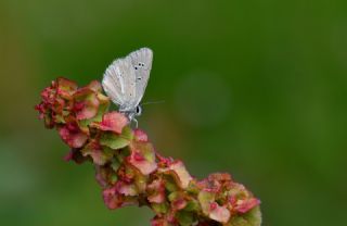 �okg�zl� Damon Mavisi&nbsp;(Polyommatus&nbsp;damon)   Hulusi Tezcan