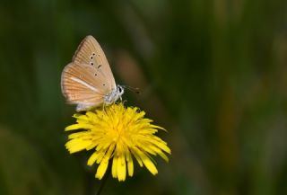 �okg�zl� Van Esmeri&nbsp;(Polyommatus&nbsp;kurdistanicus)   Hulusi Tezcan