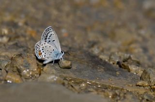 �okg�zl� G�m�� Mavi&nbsp;(Albulina&nbsp;loewii)   Hulusi Tezcan