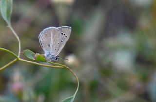�okg�zl� Selam Mavisi&nbsp;(Polyommatus&nbsp;merhaba)   Hulusi Tezcan