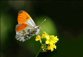 Turuncu Ssl (Anthocharis cardamines)   Hulusi Tezcan
