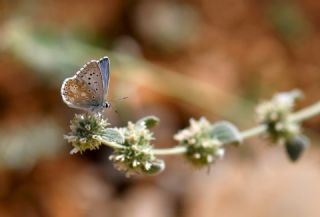 okgzl Anadolu illi Mavisi (Polyommatus ossmar)   Hulusi Tezcan