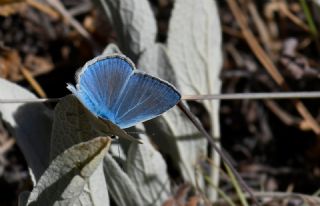 �okg�zl� Poseydon Mavisi&nbsp;(Polyommatus&nbsp;poseidon)   Hulusi Tezcan