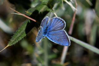�okg�zl� Kunchuy Mavisi&nbsp;(Polyommatus&nbsp;schuriani)   Hulusi Tezcan