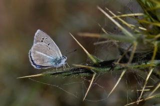 �okg�zl� Kunchuy Mavisi&nbsp;(Polyommatus&nbsp;schuriani)   Hulusi Tezcan