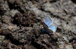 �okg�zl� A�r� Mavisi&nbsp;(Polyommatus&nbsp;vanensis)   Hulusi Tezcan