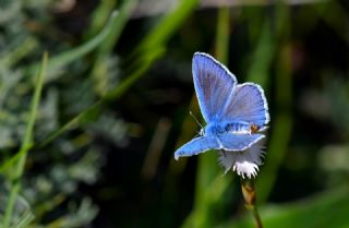 Wagner'in �okg�zl�s�&nbsp;(Polyommatus&nbsp;wagneri)   Hulusi Tezcan